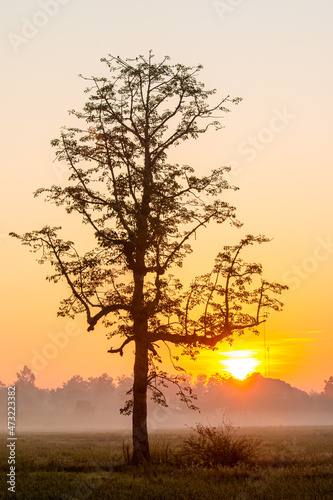 View of silhouette field with sunrise and lonely tree, countryside Chiangmai province Thailand