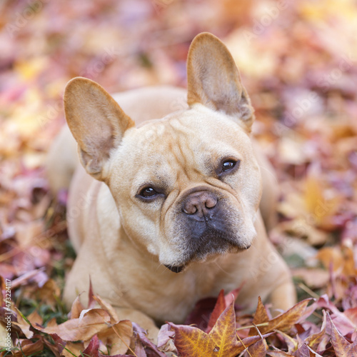 Attentive 5-Year-Old red tan male French Bulldog lying down with colorful autumn leaves background. © Yuval Helfman