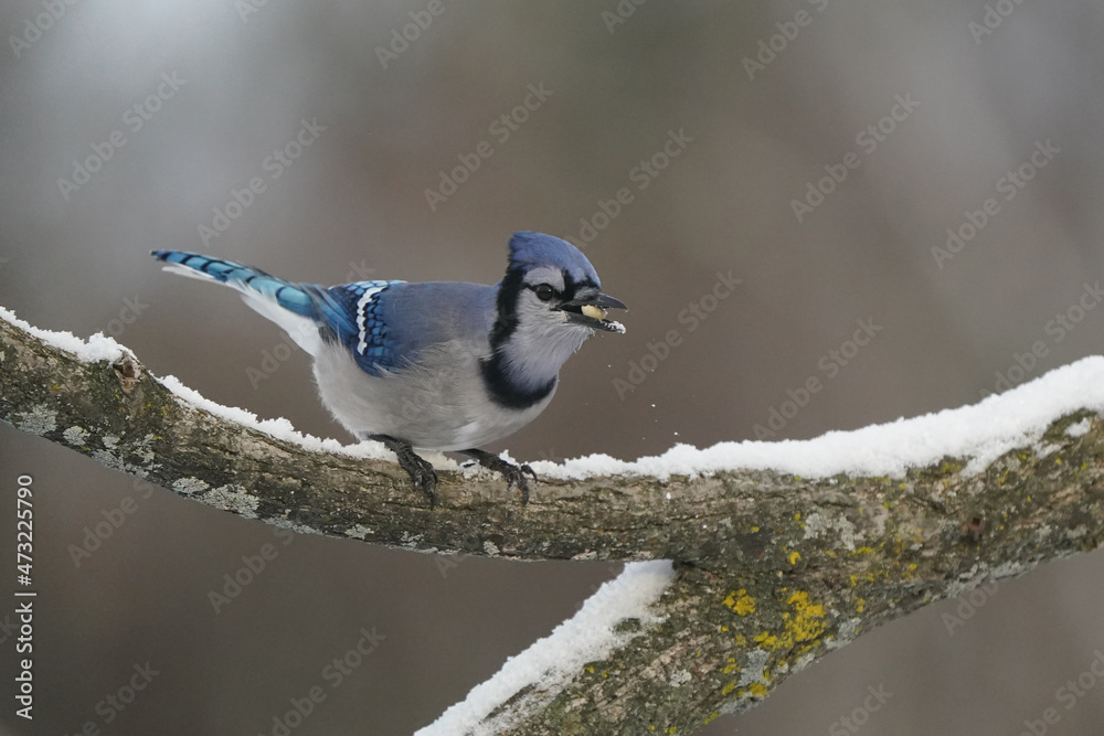 Blue Jays in winter flying and landing and taking off doing acrobatic poses in midair. Some have seeds in their mouths from a bird feeder on an overcast winter day Blue Jays in winter flying and landing and taking off doing acrobatic poses in midair. Some have seeds in their mouths from a bird feeder on an overcast winter day