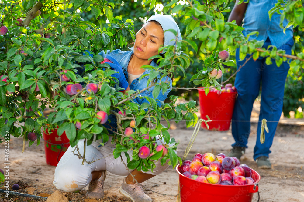 Fototapeta premium Woman farmer picks ripe plums in the garden. Harvesting plums in the orchard