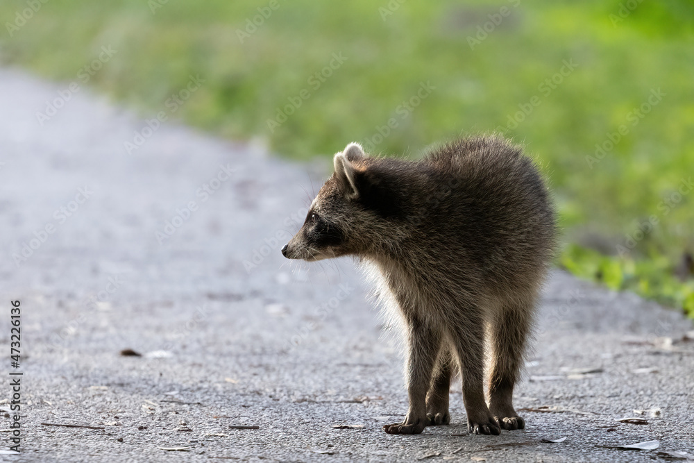Obraz premium Raccoon on Path Near Grass Profile View