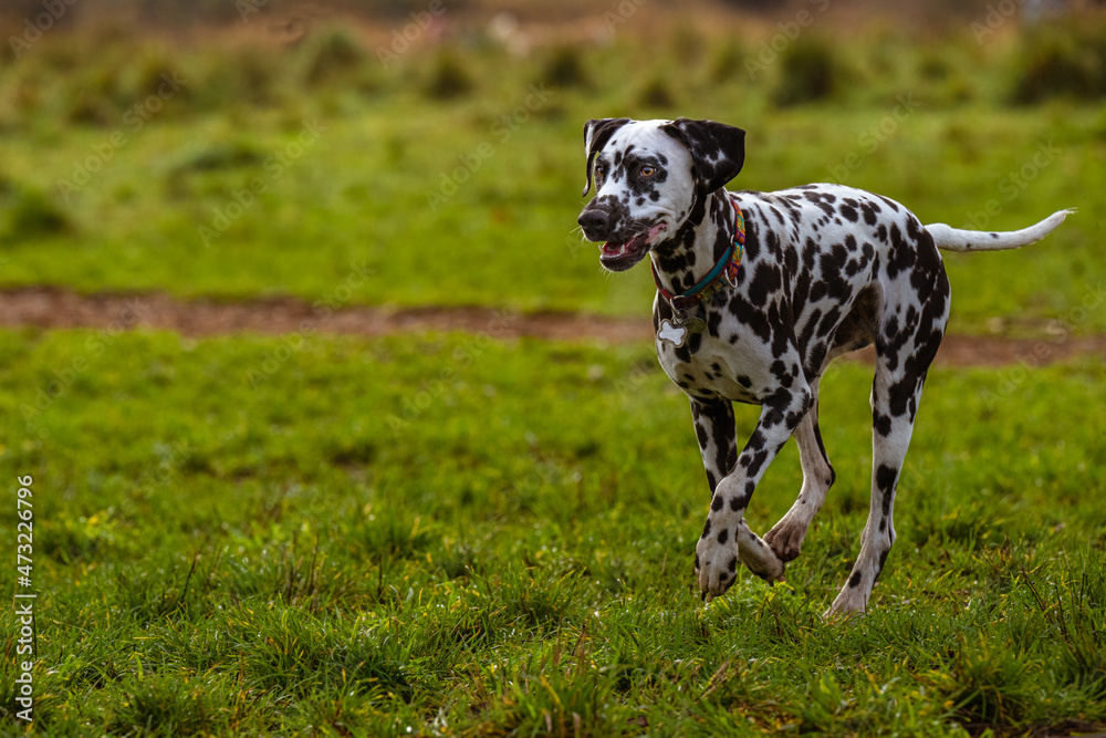 2021-12-05 DALMATION WITH BRIGHT EYES RUNNING ACROSS A LUSH GREEN FIELD IN REDMOND WASHINGTON