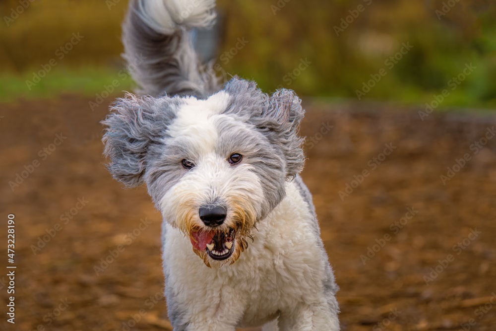 2021-12-05 GRAY AND WHITE SHAGGY DOG RUNNING WITH BRIGHT EYES AND TONGUE OUT WITH A BLURRY BACKGROUND 2021-12-05 GRAY AND WHITE SHAGGY DOG RUNNING WITH BRIGHT EYES AND TONGUE OUT WITH A BLURRY BACKGROUND