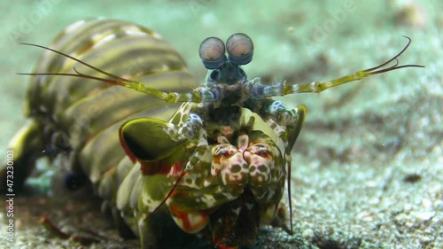 front view of peacock mantis shrimp on sandy bottom during daylight, blue eye stalks and raptorial appendages for breaking shells visible