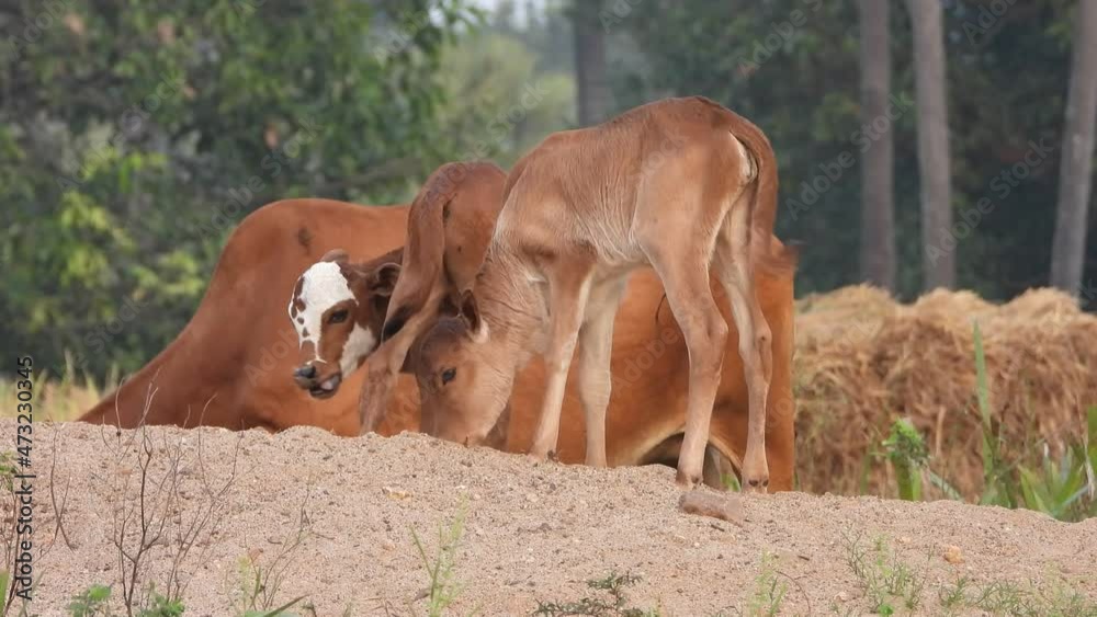 young domestic cows playing in sand . young domestic cows playing in sand .