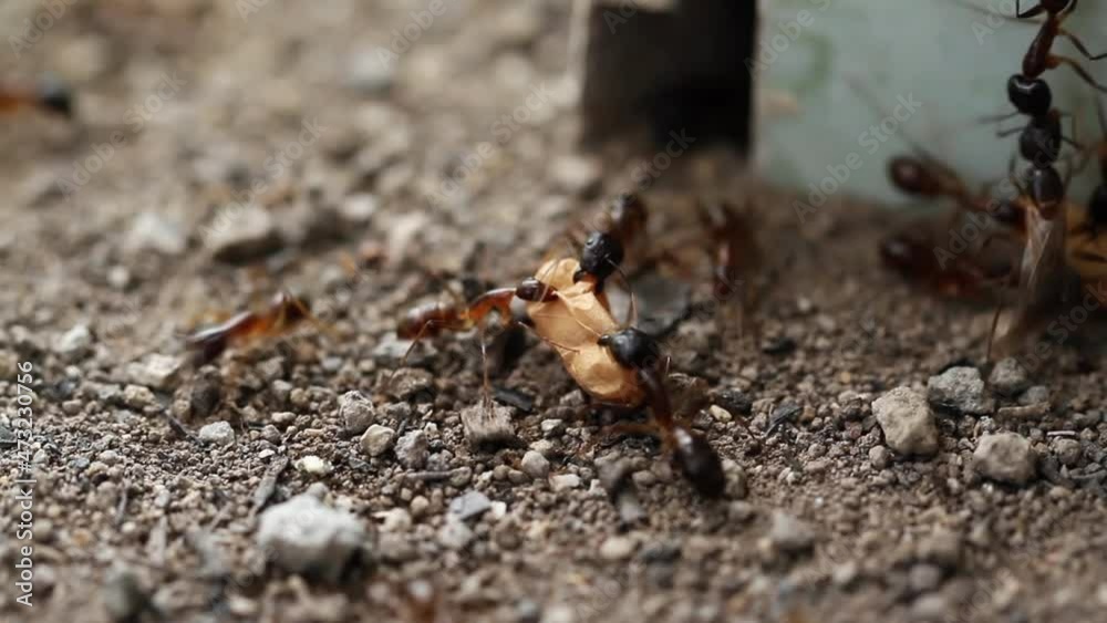 A group of ants are working together to move their eggs because they are disturbed by intruders, nature and teamwork concept