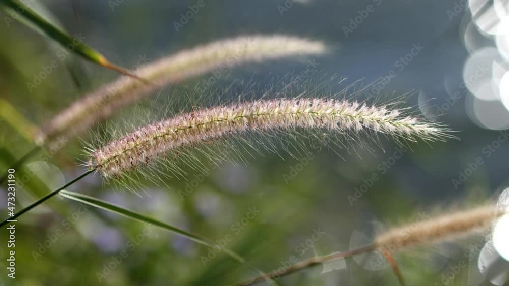 Close up pink grass field flower waving against wind in beautiful riverside bokeh background, slow motion. Vintage autumn landscape background. Concept of nature, flowers, spring, autumn, landscape. Close up pink grass field flower waving against wind in beautiful riverside bokeh background, slow motion. Vintage autumn landscape background. Concept of nature, flowers, spring, autumn, landscape.
