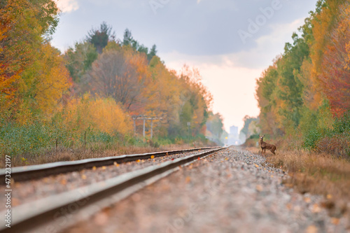 Railroad deer