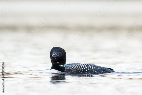 Male Loon 