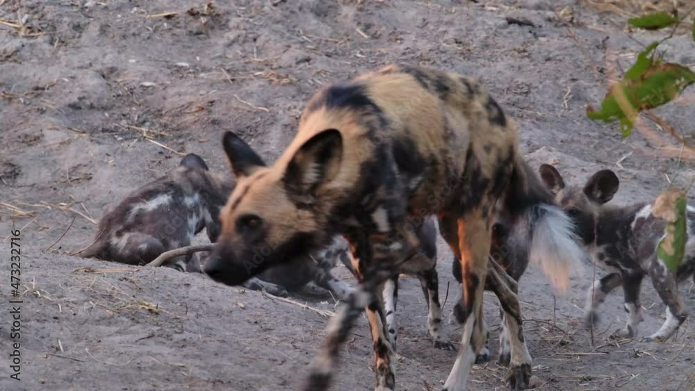 Wide shot of adult wild dog walking away and puppies following, Botswana. Wide shot of adult wild dog walking away and puppies following, Botswana.