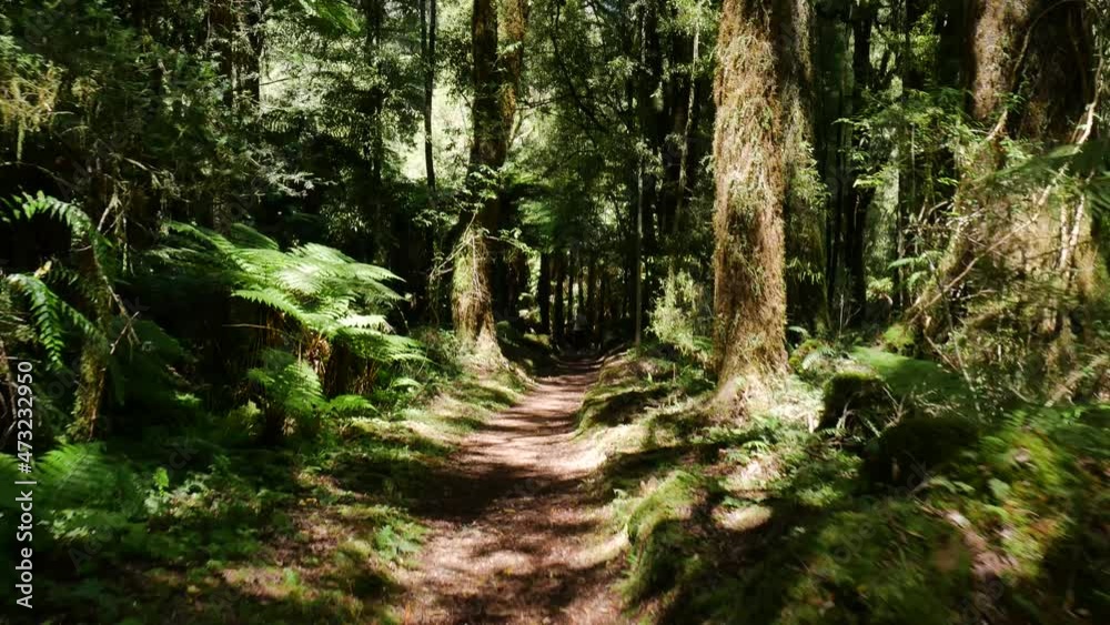 Dolly pov walk through dense wooden forest with green leaves during sunny day in Whirinaki,New Zealand Dolly pov walk through dense wooden forest with green leaves during sunny day in Whirinaki,New Zealand