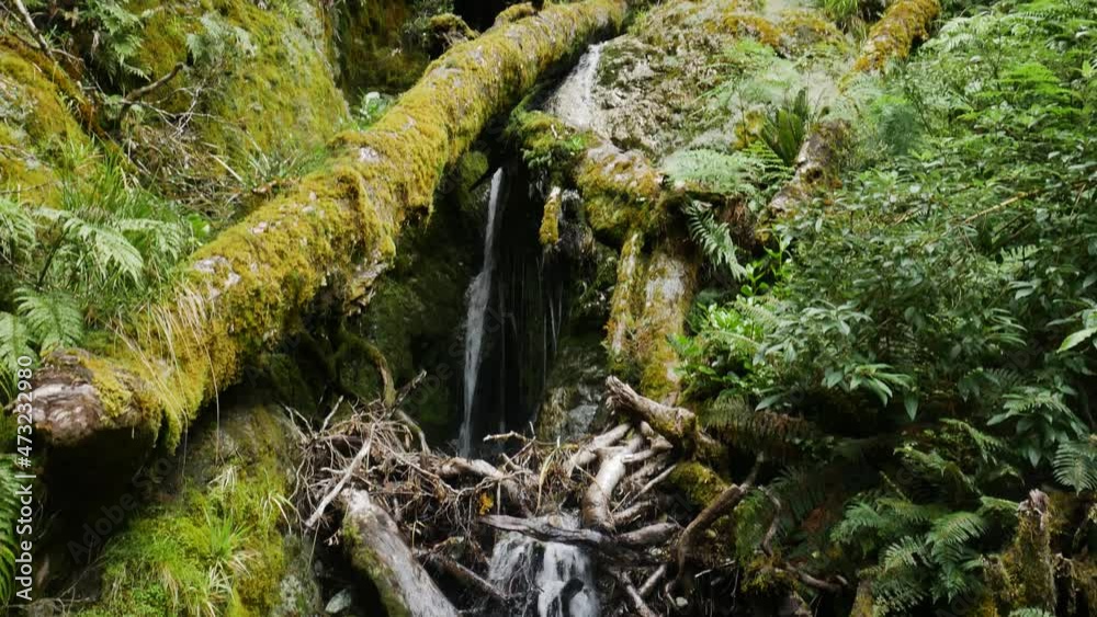 Tilt down shot of small waterfall flowing between mossy branches and fern plants during daytime - Fiordland National Park,New Zealand Tilt down shot of small waterfall flowing between mossy branches and fern plants during daytime - Fiordland National Park,New Zealand