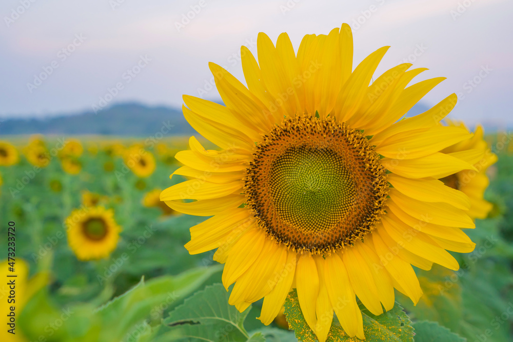 Field of Sunflower blooming in Sunflowers garden Field of Sunflower blooming in Sunflowers garden
