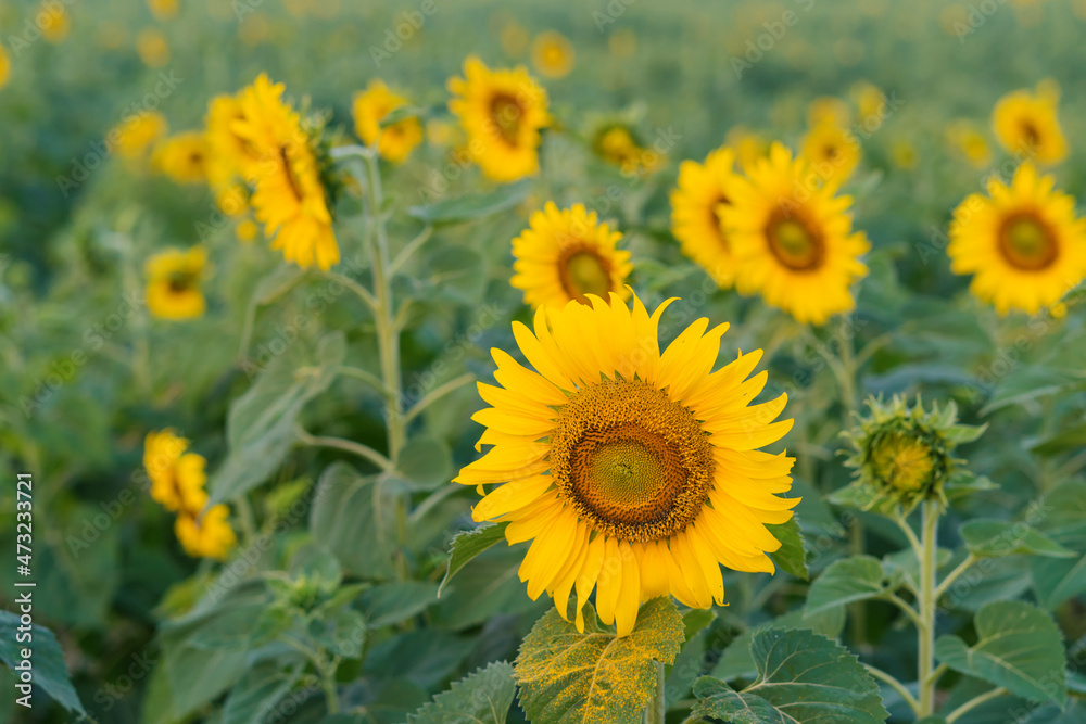 Field of Sunflower blooming in Sunflowers garden Field of Sunflower blooming in Sunflowers garden