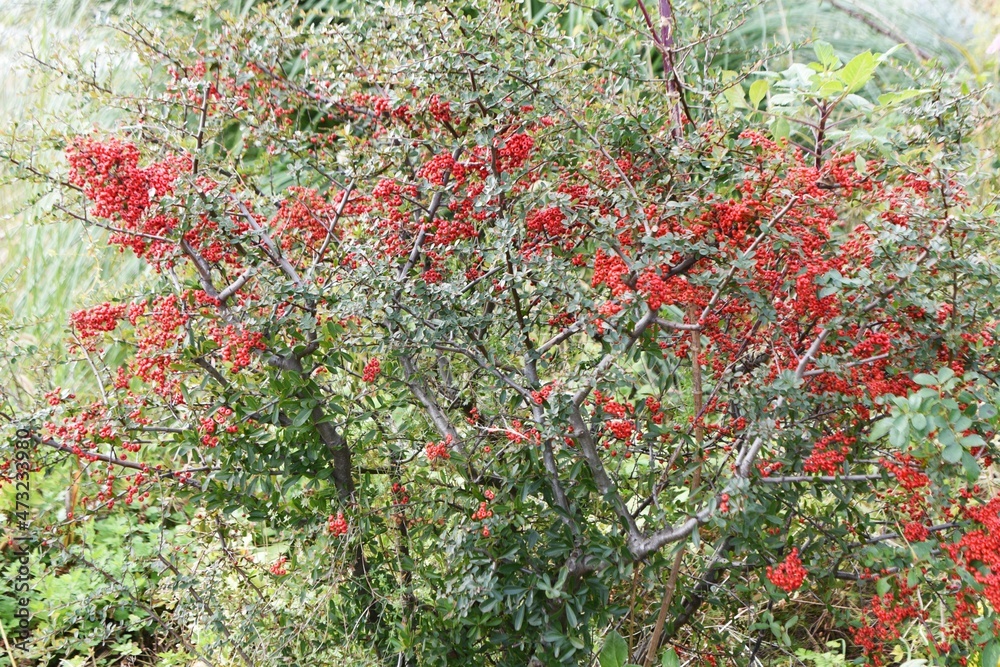 Firethorn berries. White flowers bloom from May to June, and many