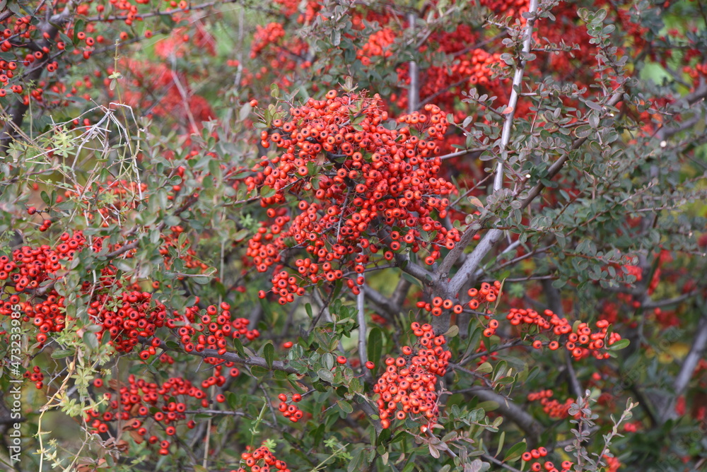 Firethorn berries. White flowers bloom from May to June, and many beautiful berries are attached around November and used for potted plants and hedges. Rosaceae evergreen shrub. 