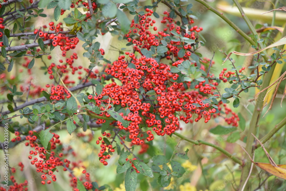Firethorn berries. White flowers bloom from May to June, and many