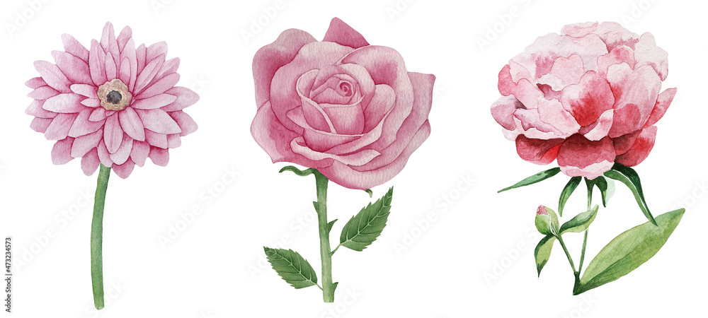Fototapeta premium Watercolor set of three pink flowers - gerbera, rose and peony on white