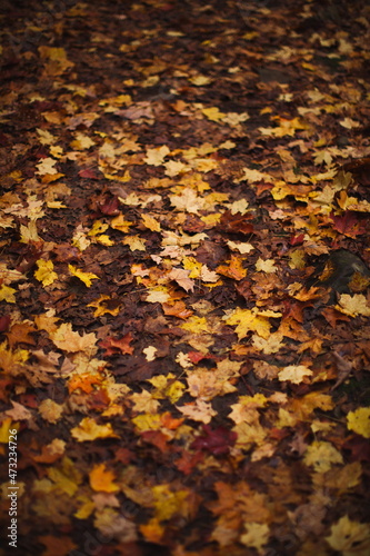 Fall leaves in the forest during the autumn season in Ontario, Canada.