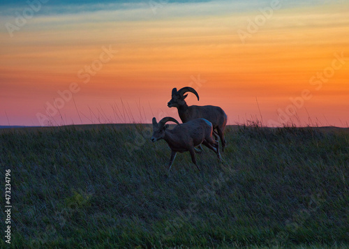 Bighorn sheep in sunset