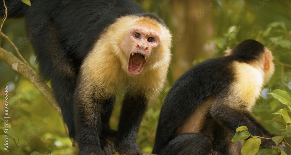 black tailed macaque black tailed macaque