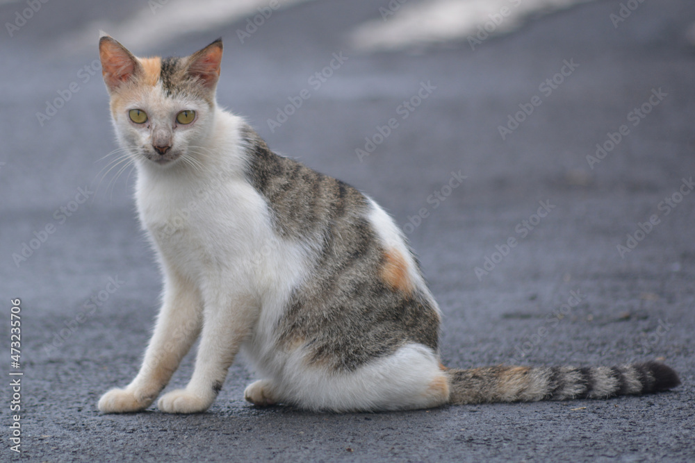 The Cat of the Guardian, cute wild cat that roams waiting for prey, hungry, thirsty, naughty and cute The Cat of the Guardian, cute wild cat that roams waiting for prey, hungry, thirsty, naughty and cute