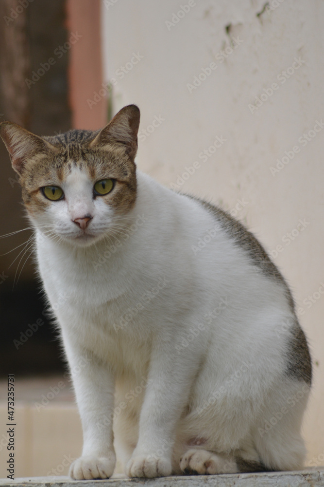 The Cat of the Guardian, cute wild cat that roams waiting for prey, hungry, thirsty, naughty and cute 
