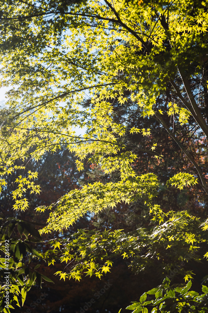 Autumn leafs and trees season in Japan