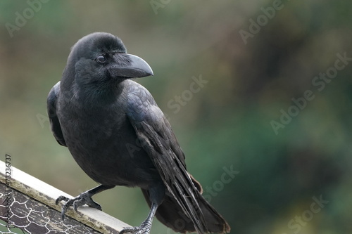 crow on the fench © Matthewadobe