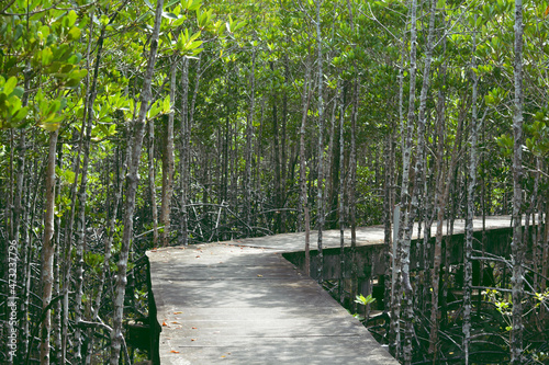 The footpath mangroves forest. Path in Mangrove forest Trat, Thailand.