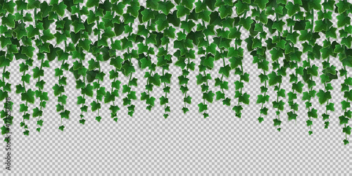 Fototapeta Ivy climbing vines frame, green leaves of creeper plant, botanical decorative border design isolated on transparent background