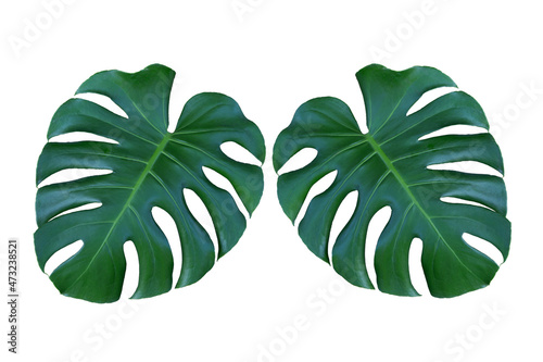 Entera leaves isolated on white background.