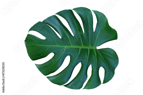 Montera leaves isolated on white background.