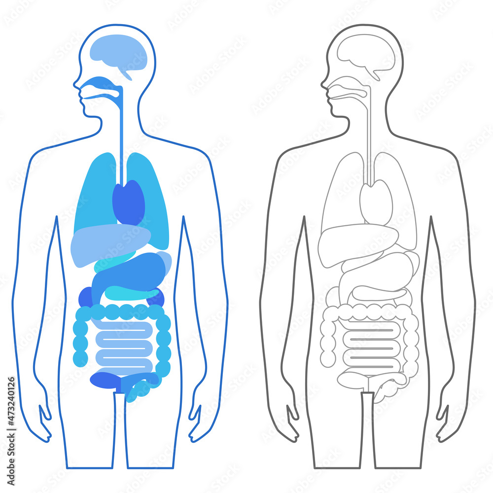 人体 内臓 イラスト Stock Vector Adobe Stock