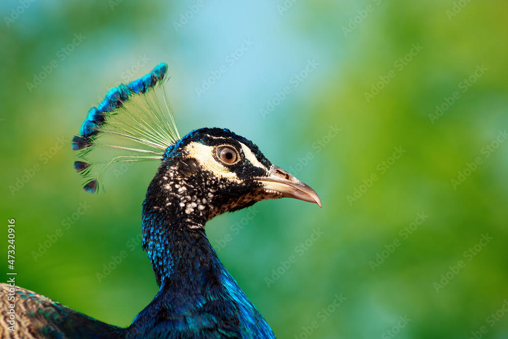 Portrait of wild beautiful peacock with feathers on a blur background Portrait of wild beautiful peacock with feathers on a blur background