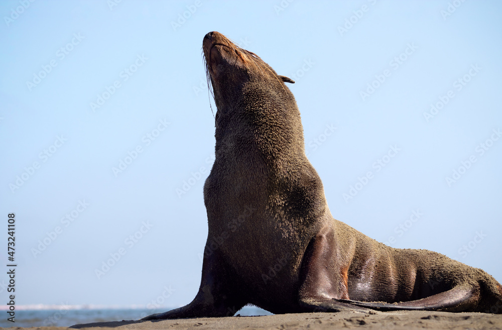 Fototapeta premium Lonely brown fur seal sits on the ocean on a sunny morning