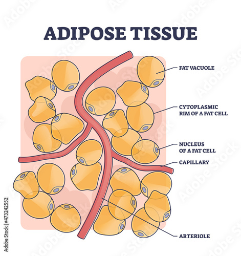 Adipose tissue or body fat anatomical inner cell structure outline diagram. Labeled educational medical explanation with vacuole, cytoplasmic rim, nucleus, capillary and arteriole vector illustration.
