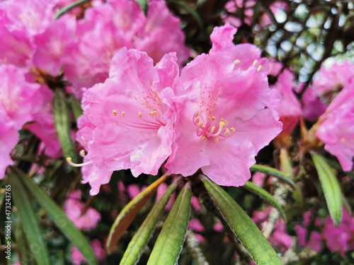 Pink-lilac flowers of the Makino rhododendron (Latin: rhododendron makinoi Tagg) in the botanical garden of St. Petersburg. photo