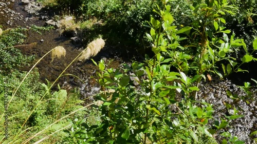 Top down shot of green leaves of plants and tranquil flowing stream in the valley during sunny summer day - Whirinaki Rainforest,North Island of New Zealand photo