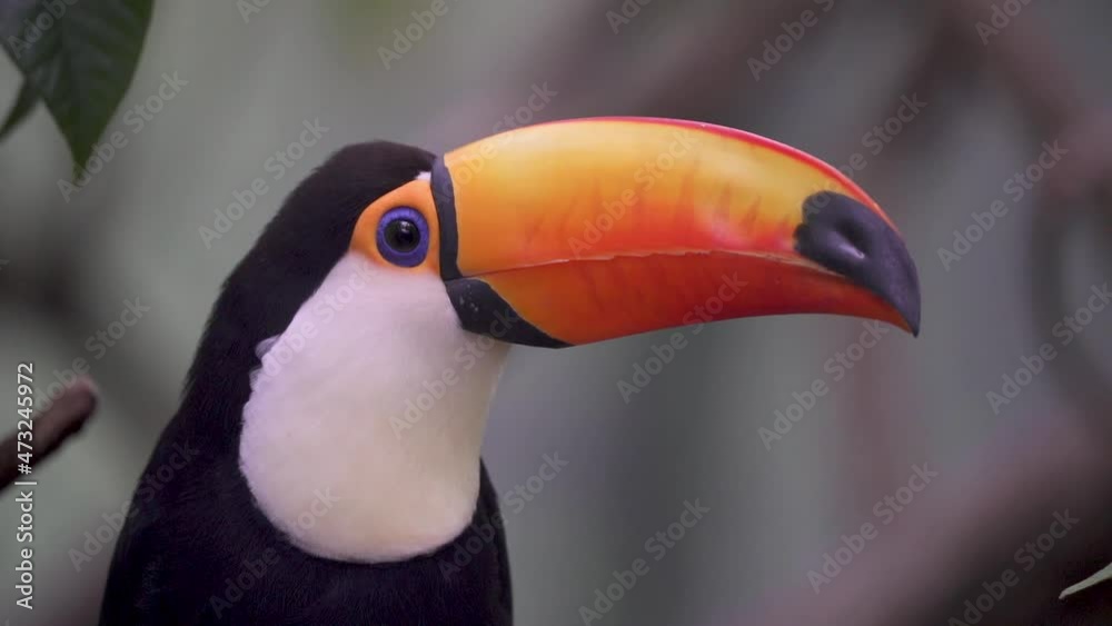 Handheld close up of a toco toucan looking around in rainforest vegetation. Slow motion.