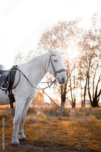 Big white horse isstanding at the field after riding. Equestrian and horse riding concept.