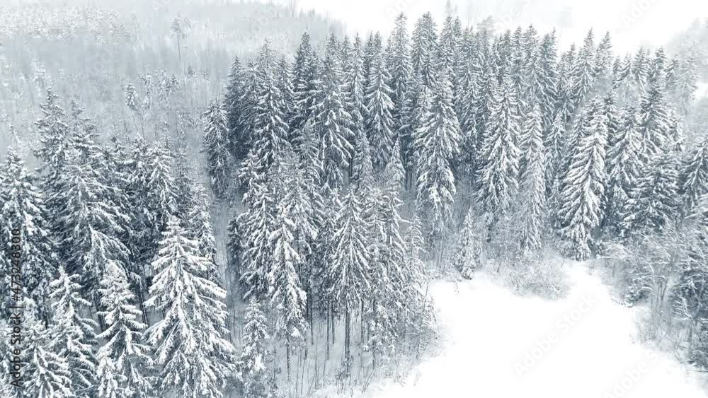 Aerial view of forest during snowstorm, white winter landscape during blizzard, drone shot of pine tree canopy background Aerial view of forest during snowstorm, white winter landscape during blizzard, drone shot of pine tree canopy background
