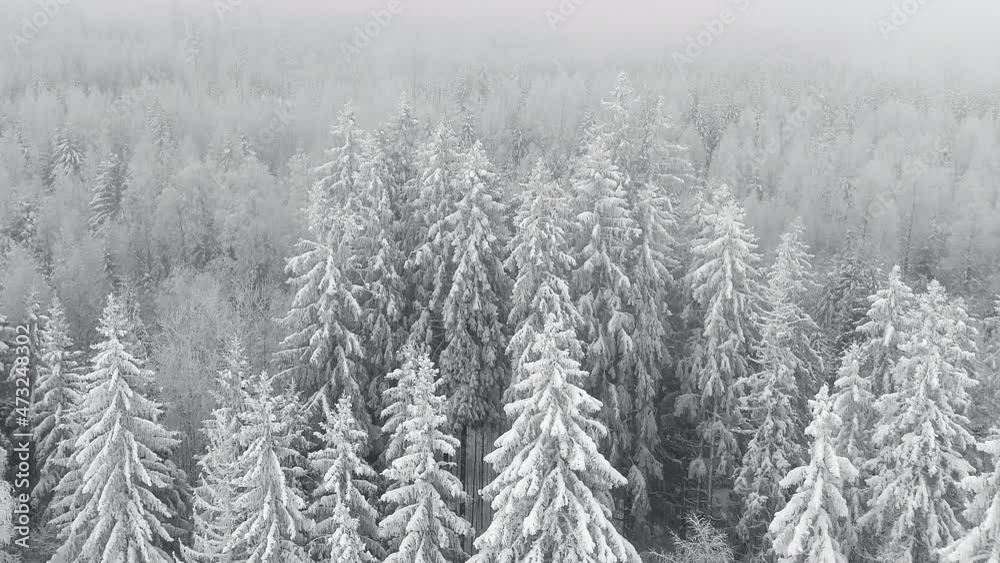 Cold weather winter forest with hoarfrost dolly out panoramic drone shot, north pole scene during snowstorm blizzard Cold weather winter forest with hoarfrost dolly out panoramic drone shot, north pole scene during snowstorm blizzard