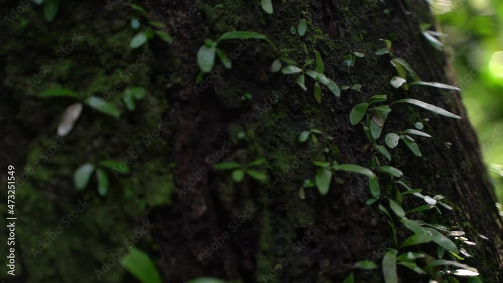 Parasitic plants grow on the bark of trees. Parasitic plants grow on the bark of trees.
