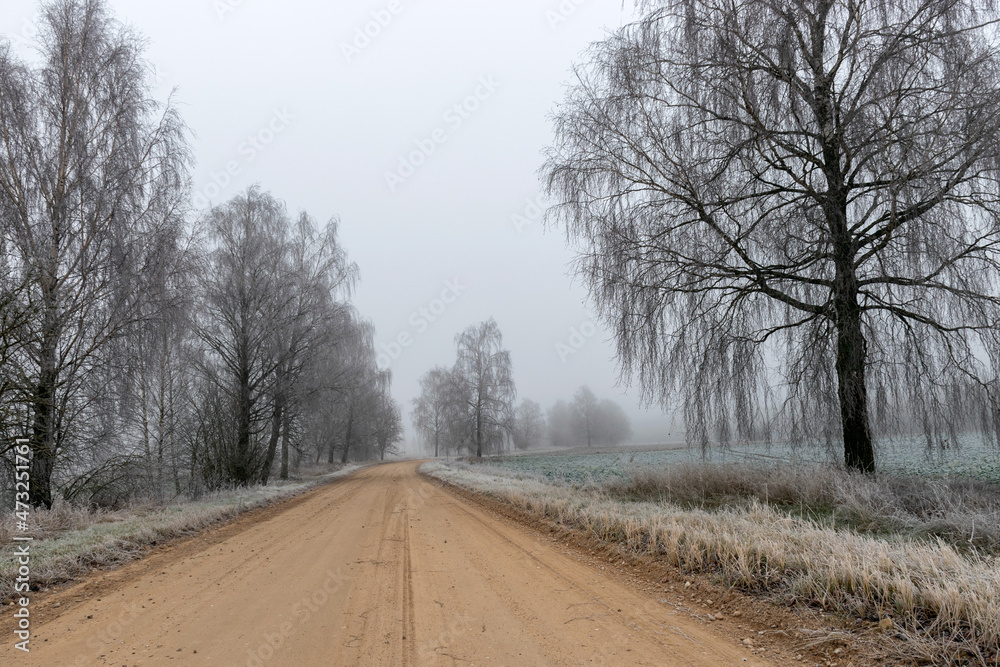 fog landscape with the first frost, beautiful white frosted tree silhouettes on the side of the dirt road fog landscape with the first frost, beautiful white frosted tree silhouettes on the side of the dirt road