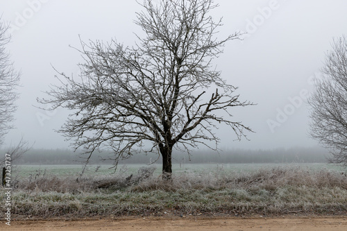 Wallpaper Mural fog landscape with the first frost, beautiful white frosted tree silhouettes on the side of the dirt road Torontodigital.ca