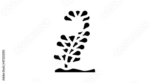 caulerpa lentillifera seaweed animated glyph icon caulerpa lentillifera seaweed sign. isolated on white background photo