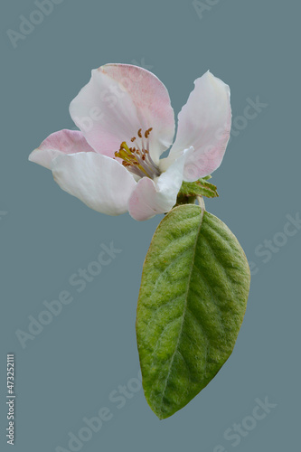 White flower of the quince tree.