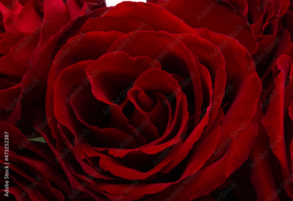 bouquet of red roses isolated bouquet of red roses isolated