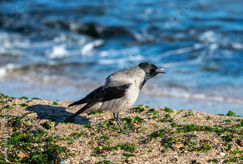 a Corvus cornix bird singing on the shore photo